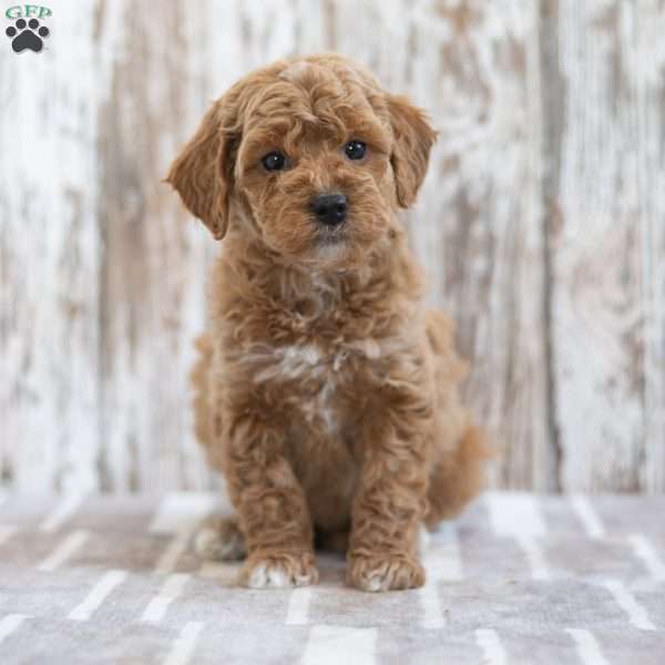 Henrietta, Mini Labradoodle Puppy